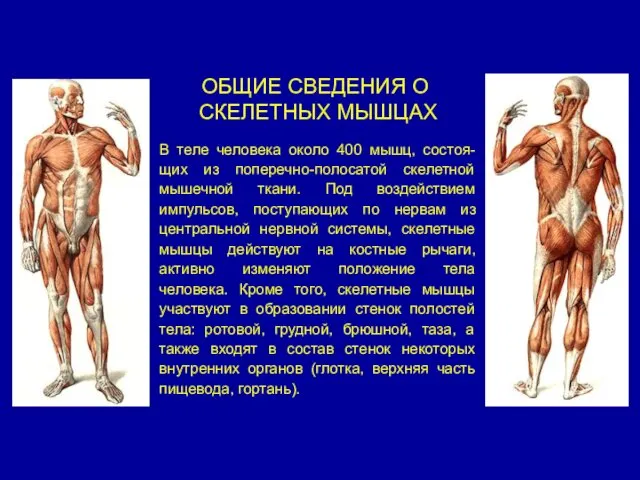 ОБЩИЕ СВЕДЕНИЯ О СКЕЛЕТНЫХ МЫШЦАХ В теле человека около 400 мышц,