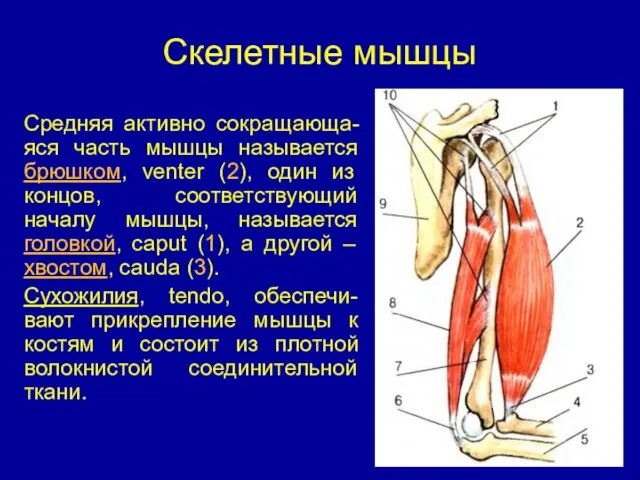 Скелетные мышцы Средняя активно сокращающа-яся часть мышцы называется брюшком, venter (2),