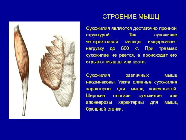 СТРОЕНИЕ МЫШЦ Сухожилия являются достаточно прочной структурой. Так сухожилие четырехглавой мышцы