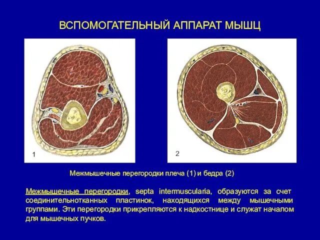 ВСПОМОГАТЕЛЬНЫЙ АППАРАТ МЫШЦ Межмышечные перегородки, septa intermuscularia, образуются за счет соединительнотканных