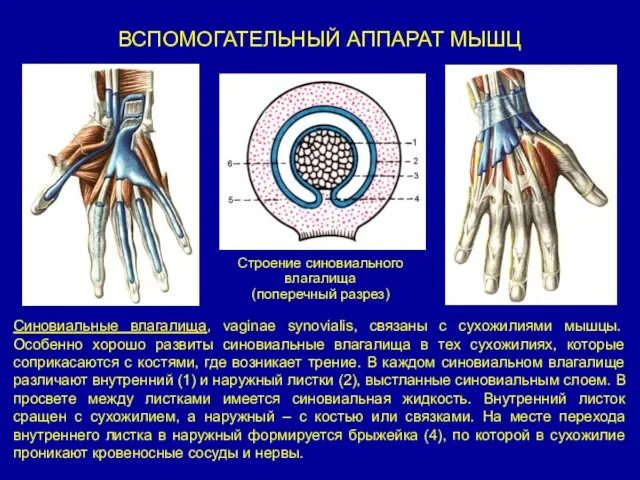 ВСПОМОГАТЕЛЬНЫЙ АППАРАТ МЫШЦ Синовиальные влагалища, vaginae synovialis, связаны с сухожилиями мышцы.