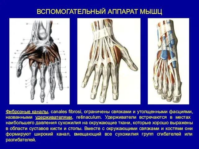 ВСПОМОГАТЕЛЬНЫЙ АППАРАТ МЫШЦ Фиброзные каналы, canales fibrosi, ограничены связками и утолщенными