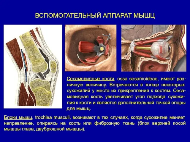 ВСПОМОГАТЕЛЬНЫЙ АППАРАТ МЫШЦ Блоки мышц, trochlea musculi, возникают в тех случаях,