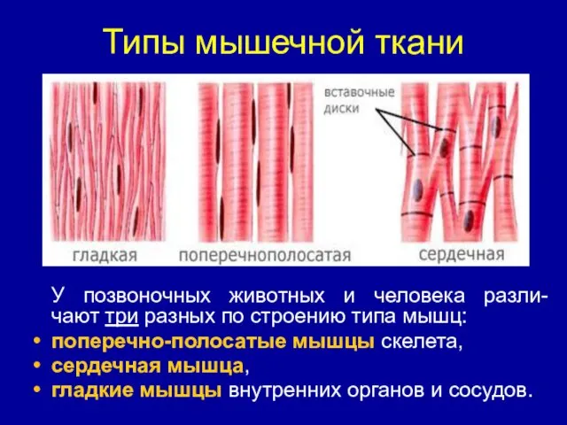 Типы мышечной ткани У позвоночных животных и человека разли-чают три разных