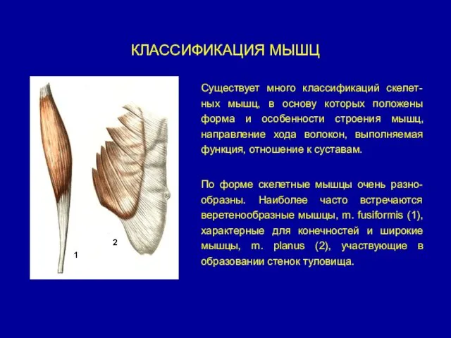 КЛАССИФИКАЦИЯ МЫШЦ Существует много классификаций скелет-ных мышц, в основу которых положены