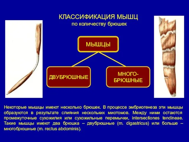 КЛАССИФИКАЦИЯ МЫШЦ по количеству брюшек Некоторые мышцы имеют несколько брюшек. В