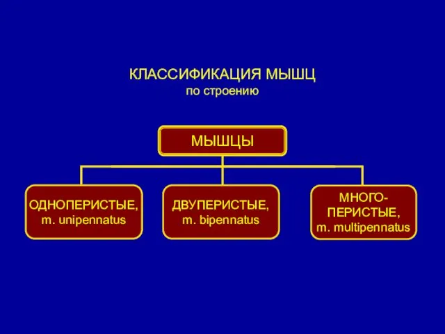 КЛАССИФИКАЦИЯ МЫШЦ по строению