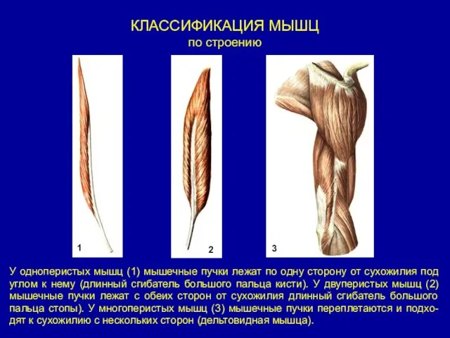 КЛАССИФИКАЦИЯ МЫШЦ по строению У одноперистых мышц (1) мышечные пучки лежат