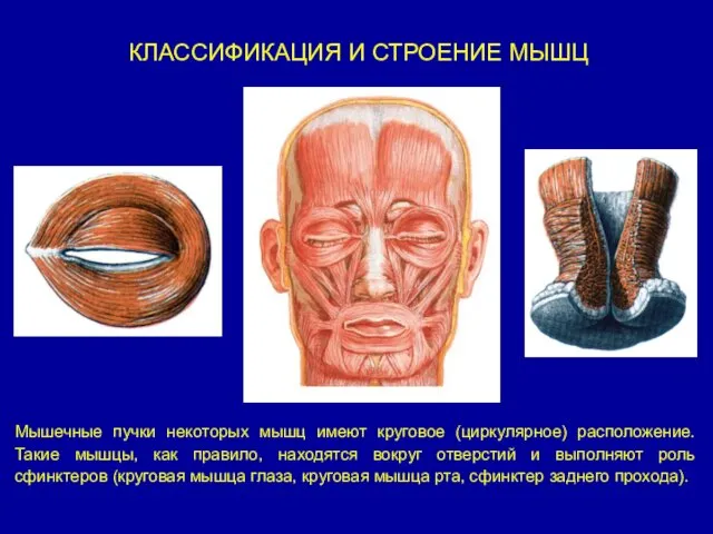 КЛАССИФИКАЦИЯ И СТРОЕНИЕ МЫШЦ Мышечные пучки некоторых мышц имеют круговое (циркулярное)