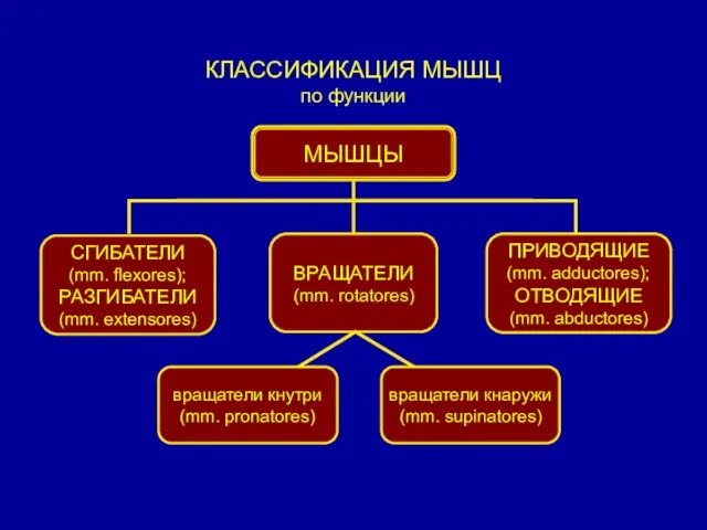 КЛАССИФИКАЦИЯ МЫШЦ по функции