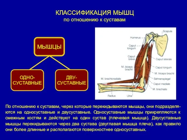 КЛАССИФИКАЦИЯ МЫШЦ по отношению к суставам По отношению к суставам, через