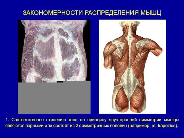 ЗАКОНОМЕРНОСТИ РАСПРЕДЕЛЕНИЯ МЫШЦ 1. Соответственно строению тела по принципу двусторонней симметрии