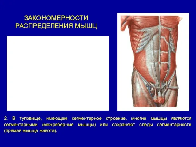 ЗАКОНОМЕРНОСТИ РАСПРЕДЕЛЕНИЯ МЫШЦ 2. В туловище, имеющем сегментарное строение, многие мышцы