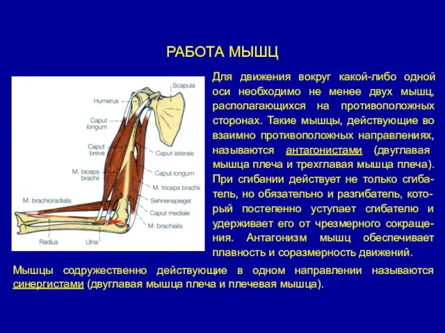 РАБОТА МЫШЦ Для движения вокруг какой-либо одной оси необходимо не менее