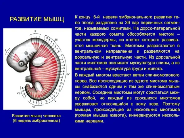 РАЗВИТИЕ МЫШЦ К концу 6-й недели эмбрионального развития те-ло плода разделено