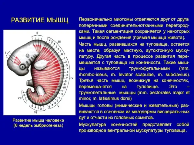 РАЗВИТИЕ МЫШЦ Первоначально миотомы отделяются друг от друга поперечными соединительнотканными перегород-ками.