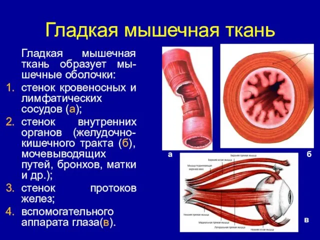 Гладкая мышечная ткань Гладкая мышечная ткань образует мы-шечные оболочки: стенок кровеносных