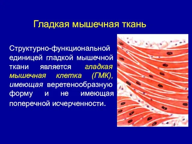 Гладкая мышечная ткань Структурно-функциональной единицей гладкой мышечной ткани является гладкая мышечная