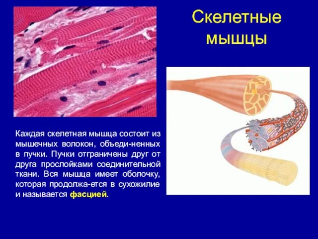 Скелетные мышцы Каждая скелетная мышца состоит из мышечных волокон, объеди-ненных в