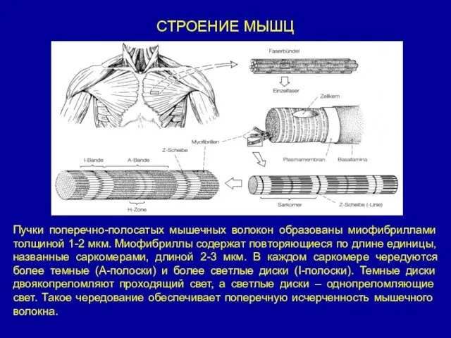 СТРОЕНИЕ МЫШЦ Пучки поперечно-полосатых мышечных волокон образованы миофибриллами толщиной 1-2 мкм.