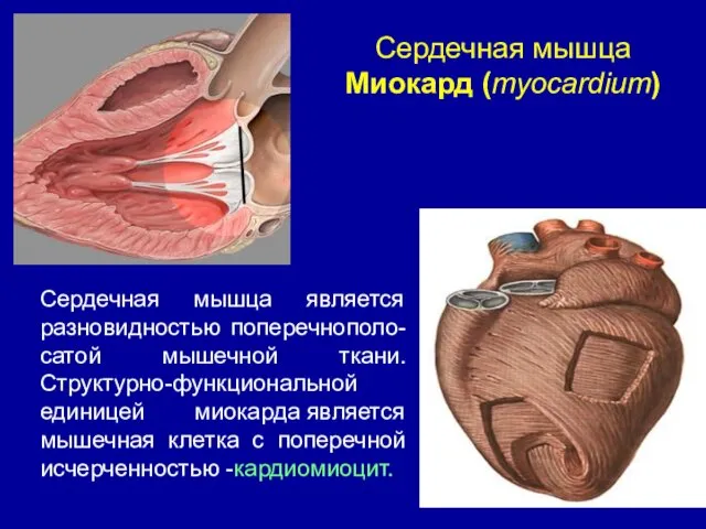 Сердечная мышца Миокард (myocardium) Сердечная мышца является разновидностью поперечнополо-сатой мышечной ткани.