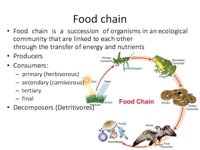 Food chain Food chain is a succession of organisms in an