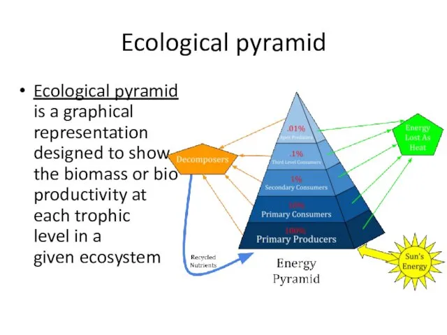 Ecological pyramid Ecological pyramid is a graphical representation designed to show