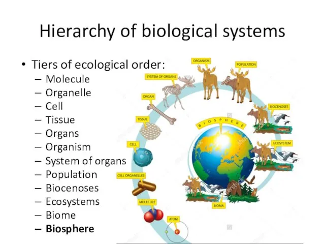 Hierarchy of biological systems Tiers of ecological order: Molecule Organelle Cell