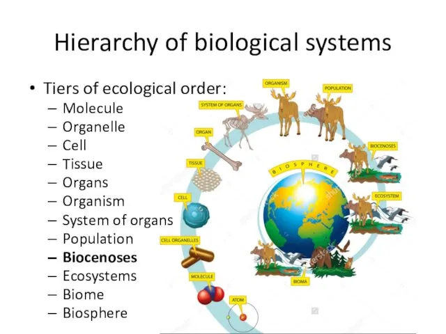 Hierarchy of biological systems Tiers of ecological order: Molecule Organelle Cell