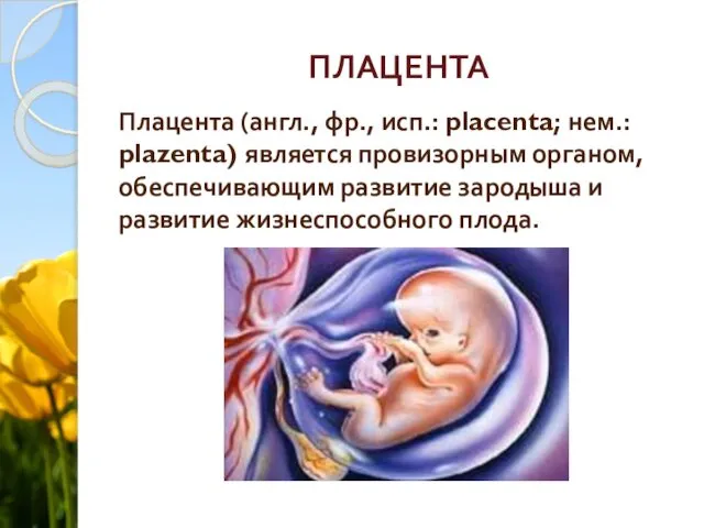 ПЛАЦЕНТА Плацента (англ., фр., исп.: placenta; нем.: plazenta) является провизорным органом,