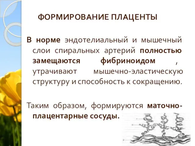 ФОРМИРОВАНИЕ ПЛАЦЕНТЫ В норме эндотелиальный и мышечный слои спиральных артерий полностью