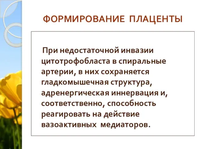 ФОРМИРОВАНИЕ ПЛАЦЕНТЫ При недостаточной инвазии цитотрофобласта в спиральные артерии, в них