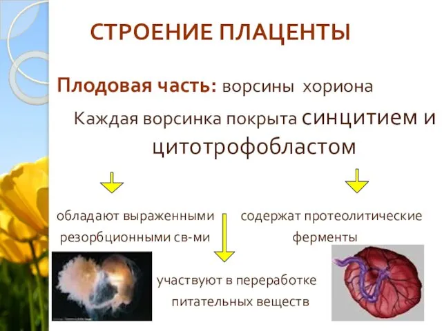 СТРОЕНИЕ ПЛАЦЕНТЫ Плодовая часть: ворсины хориона Каждая ворсинка покрыта синцитием и