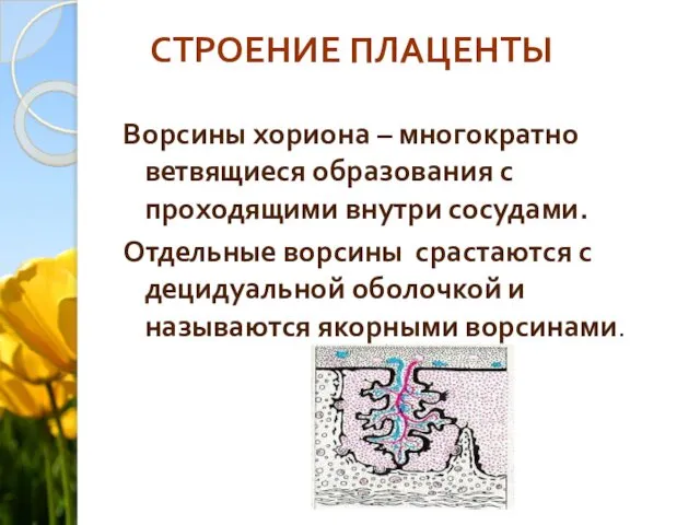 СТРОЕНИЕ ПЛАЦЕНТЫ Ворсины хориона – многократно ветвящиеся образования с проходящими внутри