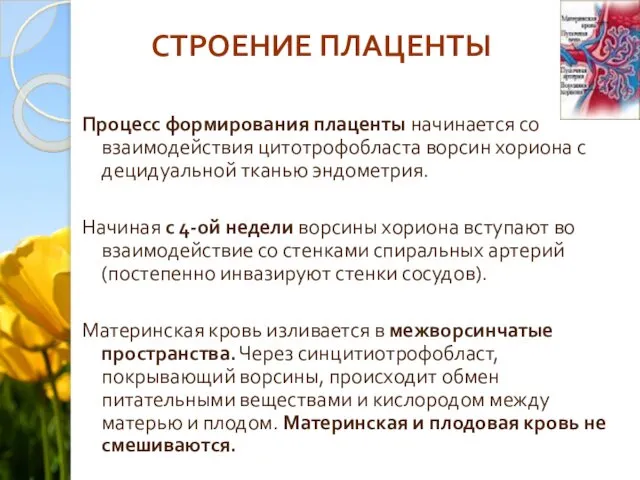 СТРОЕНИЕ ПЛАЦЕНТЫ Процесс формирования плаценты начинается со взаимодействия цитотрофобласта ворсин хориона