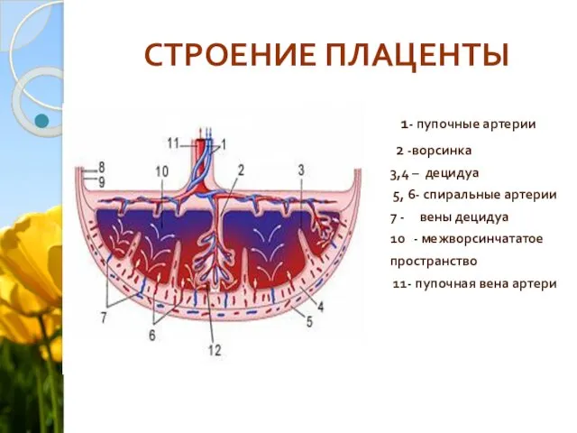 СТРОЕНИЕ ПЛАЦЕНТЫ 1- пупочные артерии 2 -ворсинка 3,4 – децидуа 5,