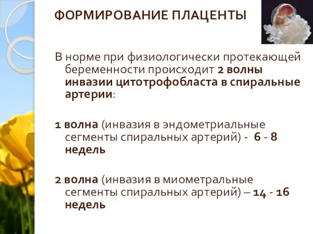 ФОРМИРОВАНИЕ ПЛАЦЕНТЫ В норме при физиологически протекающей беременности происходит 2 волны