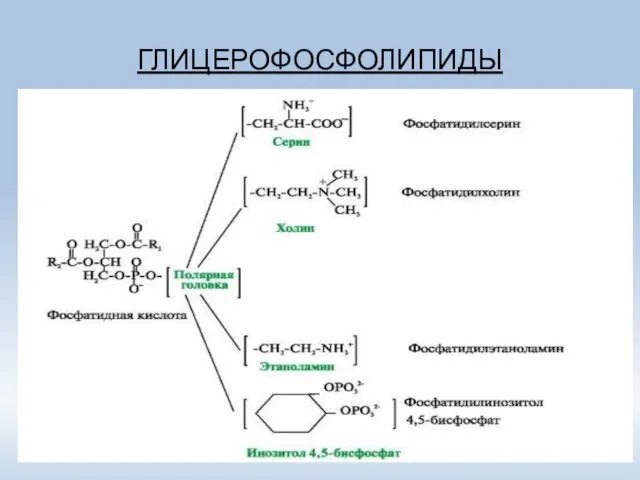 ГЛИЦЕРОФОСФОЛИПИДЫ