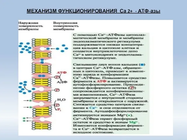 МЕХАНИЗМ ФУНКЦИОНИРОВАНИЯ Са 2+ - АТФ-азы