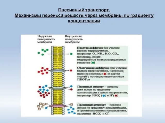 Пассивный транспорт. Механизмы переноса веществ через мембраны по градиенту концентрации