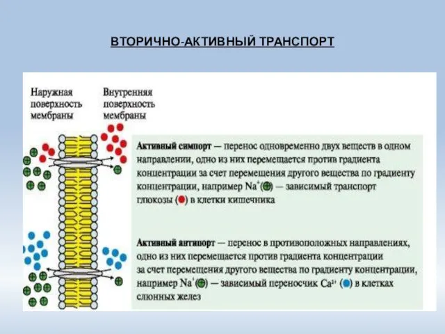 ВТОРИЧНО-АКТИВНЫЙ ТРАНСПОРТ