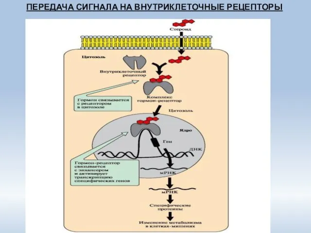 ПЕРЕДАЧА СИГНАЛА НА ВНУТРИКЛЕТОЧНЫЕ РЕЦЕПТОРЫ