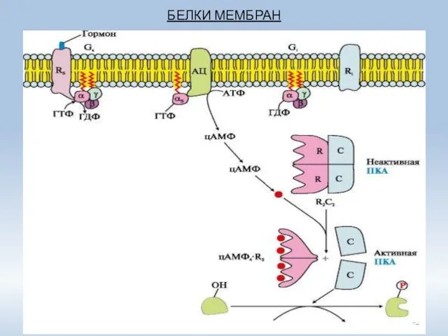 БЕЛКИ МЕМБРАН