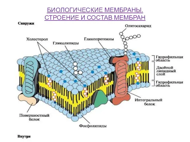 БИОЛОГИЧЕСКИЕ МЕМБРАНЫ. СТРОЕНИЕ И СОСТАВ МЕМБРАН