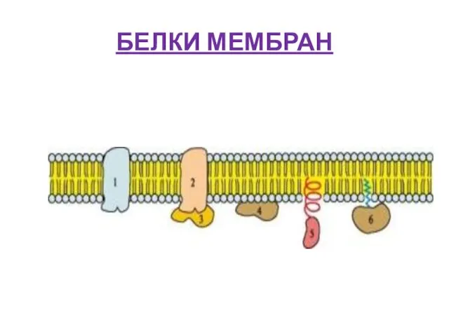 БЕЛКИ МЕМБРАН