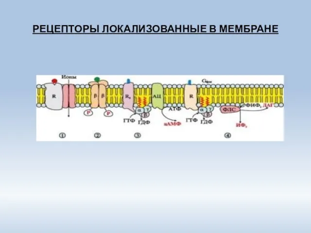 РЕЦЕПТОРЫ ЛОКАЛИЗОВАННЫЕ В МЕМБРАНЕ