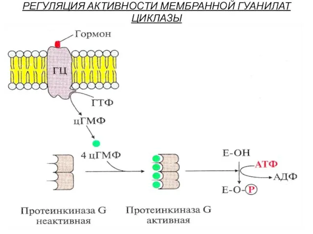 РЕГУЛЯЦИЯ АКТИВНОСТИ МЕМБРАННОЙ ГУАНИЛАТ ЦИКЛАЗЫ