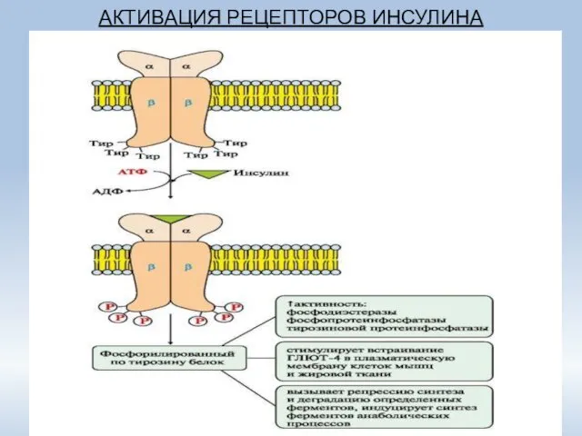 АКТИВАЦИЯ РЕЦЕПТОРОВ ИНСУЛИНА