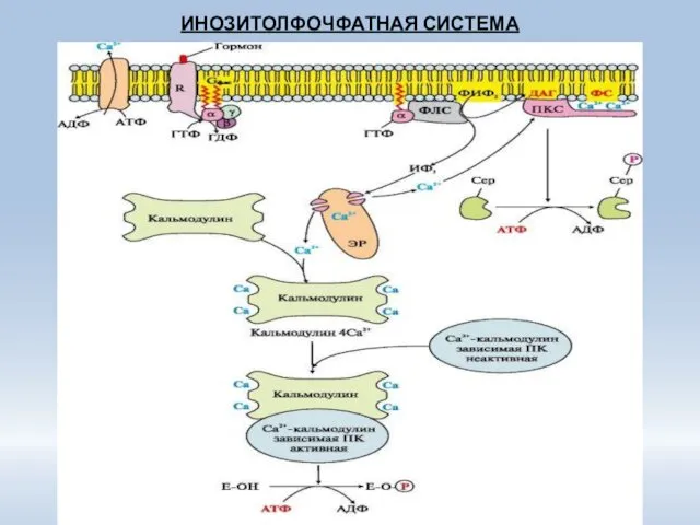 ИНОЗИТОЛФОЧФАТНАЯ СИСТЕМА