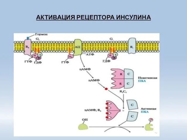 АКТИВАЦИЯ РЕЦЕПТОРА ИНСУЛИНА